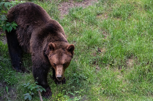 Niedźwiedź brunatny Ursus arctos szuka pożywienia w trawie