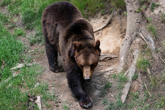 Niedźwiedź brunatny Ursus arctos w lesie