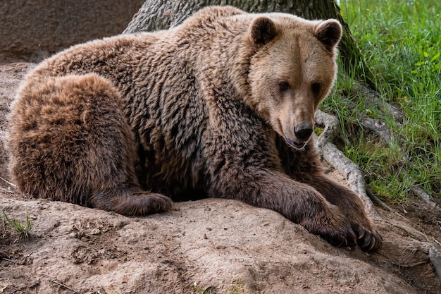 Niedźwiedź brunatny Ursus arctos