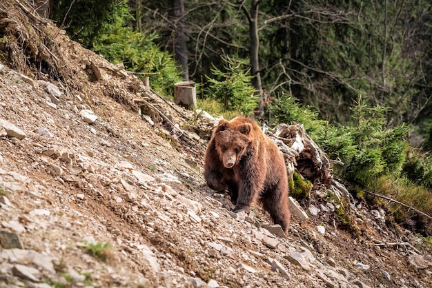 Niedźwiedź brunatny w dzikich Karpatach