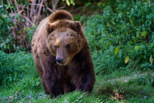 Zdjęcie niedźwiedź brunatny w lesie niedźwiedź kamczacki ursus arctos beringianus