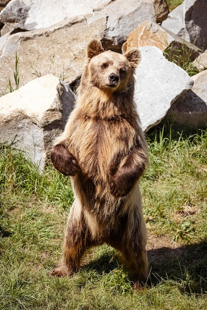 Niedźwiedź brunatny w parku przyrody Zoo. Zabawny stojący wielki niedźwiedź bawiący się w naturalnym środowisku