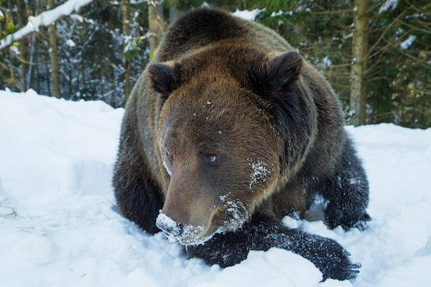 Niedźwiedź brunatny w rezerwie