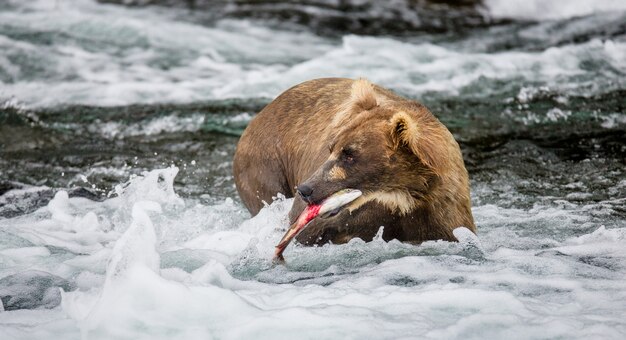 Zdjęcie niedźwiedź brunatny z łososiem w ustach. usa. alaska. park narodowy katmai.