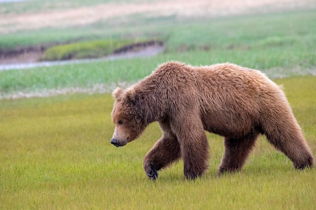 Zdjęcie niedźwiedź brunatny z półwyspu alaski lub nadbrzeżny niedźwiedź brunatny w deszczu