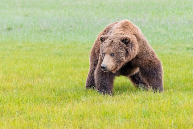 Zdjęcie niedźwiedź brunatny z półwyspu alaski lub przybrzeżny niedźwiedź brunatny