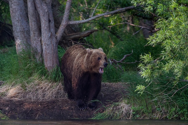 Niedźwiedź grizzly idący po lesie