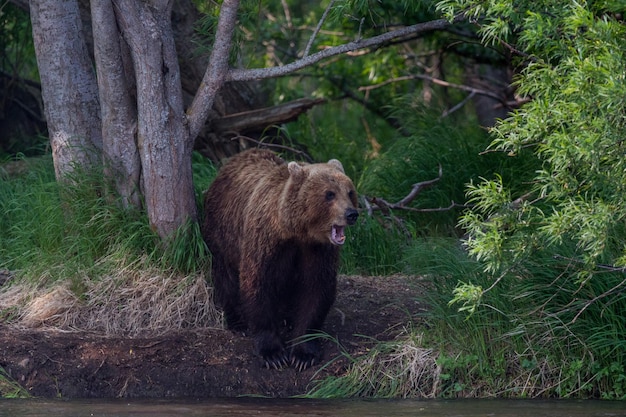 Zdjęcie niedźwiedź grizzly idący po lesie