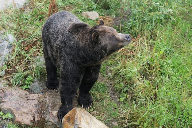 Niedźwiedź Grizzly Na Pustyni