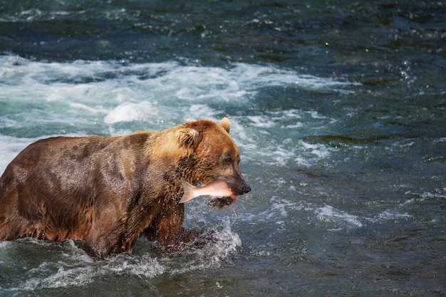 Niedźwiedź grizzly polujący na łososia przy wodospadzie Brooks. Przybrzeżne niedźwiedzie grizzly łowią w Parku Narodowym Katmai na Alasce. Sezon letni. Motyw przyrody.