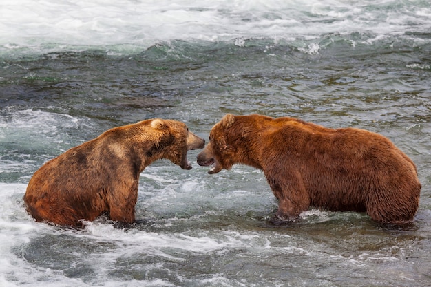 Niedźwiedź Grizzly Polujący Na łososia Przy Wodospadzie Brooks. Przybrzeżne Niedźwiedzie Grizzly łowią W Parku Narodowym Katmai Na Alasce. Sezon Letni. Motyw Przyrody.