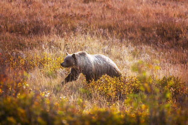 Niedźwiedź grizzly przechodzący przez autostradę, Kanada