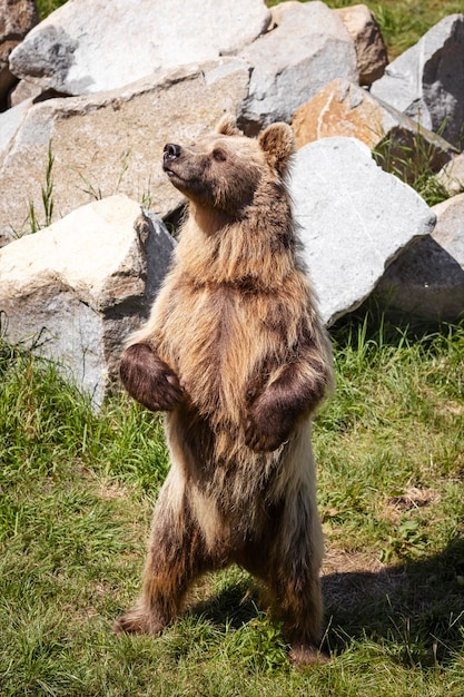 Niedźwiedź grizzly tańczy na stojąco w parku zoologicznym. Przyjazny figlarny zabawny duży portret niedźwiedzia brunatnego