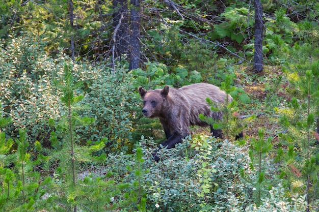 Zdjęcie niedźwiedź grizzly w sezonie letnim