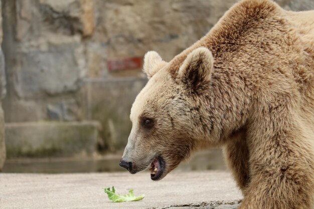 Zdjęcie niedźwiedź grizzly w zoo