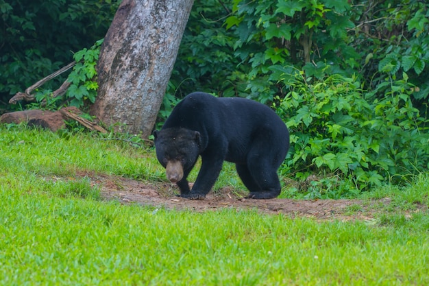 Niedźwiedź Malajski, Miś Miś (Ursus malayanus)