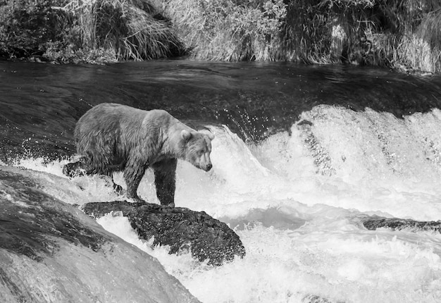 Niedźwiedź na Alasce