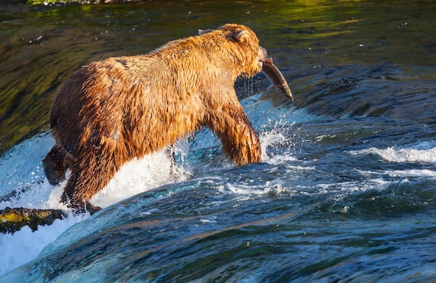 Niedźwiedź na Alasce