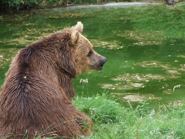Zdjęcie niedźwiedź patrzy w stronę jeziora.