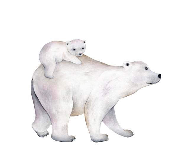 Niedźwiedź polarny Akwarela ilustracja na białym tle Szkic zwierząt Ładny dziki niedźwiedź obraz