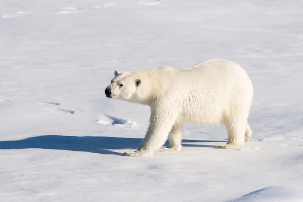 Niedźwiedź polarny na lodzie