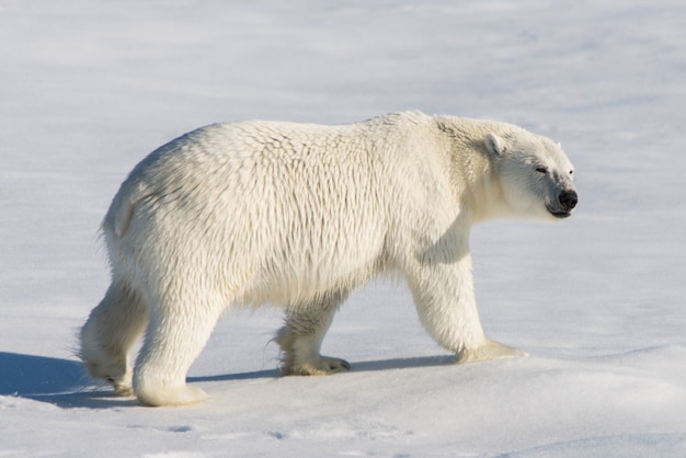 Zdjęcie niedźwiedź polarny na lodzie