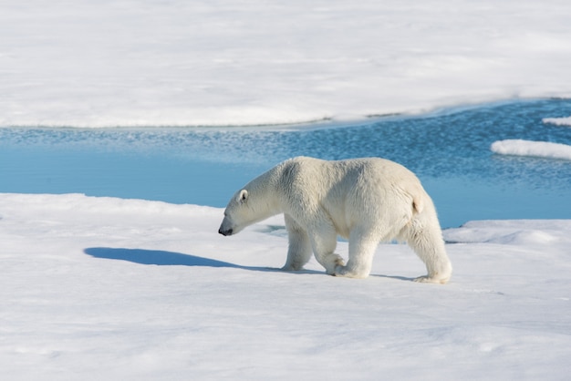 Niedźwiedź polarny na lodzie