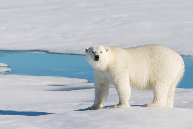 Niedźwiedź Polarny Na Lodzie