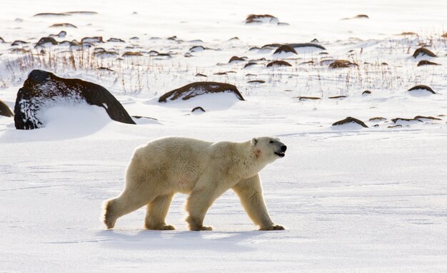 Niedźwiedź Polarny Na Tundrze. śnieg. Kanada.