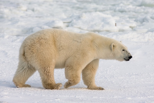 Niedźwiedź polarny na tundrze. Śnieg. Kanada.