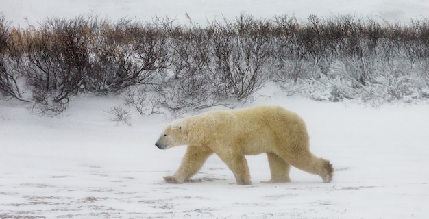 Niedźwiedź polarny na tundrze. Śnieg. Kanada.