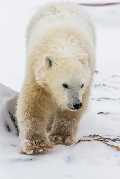 Niedźwiedź polarny na tundrze. Śnieg. Kanada.