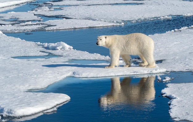 Niedźwiedź polarny na zamarzniętym morzu