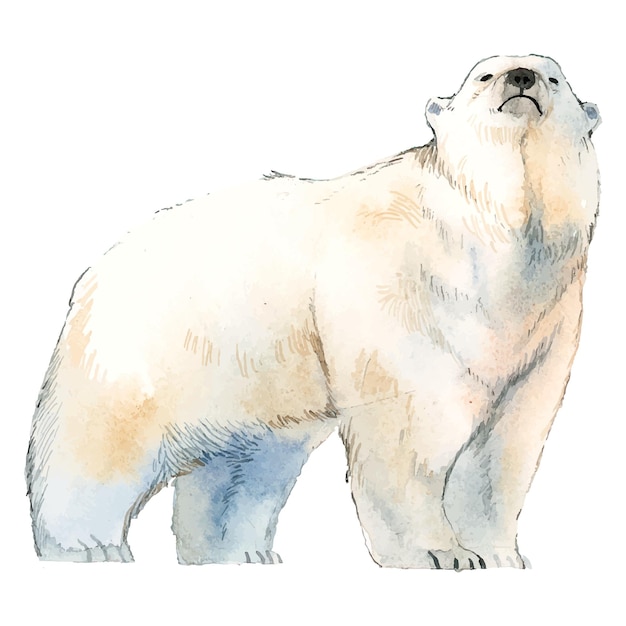 Niedźwiedź polarny png clipart ilustracja zwierzęcia na północnym biegunie na przezroczystym tle