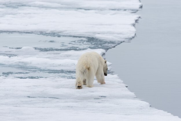 Zdjęcie niedźwiedź polarny (ursus maritimus) jedzie na lodowej stadzie na północ od wyspy spitsbergen