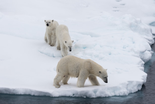 Niedźwiedź polarny (Ursus maritimus) matka i bliźniaki na lodzie