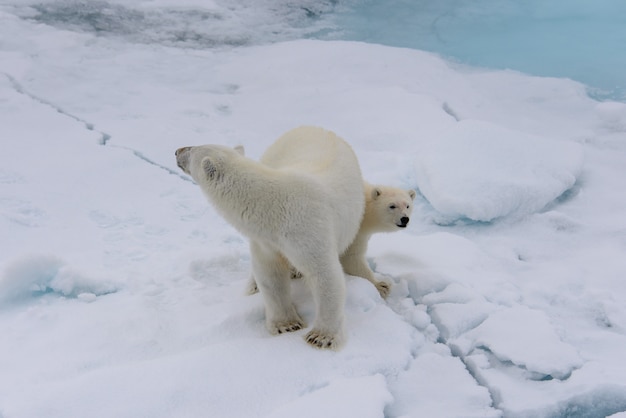 Niedźwiedź Polarny (ursus Maritimus) Matka I Młode Na Lodzie Stada, Na Północ Od Svalbard W Arktycznej Norwegii