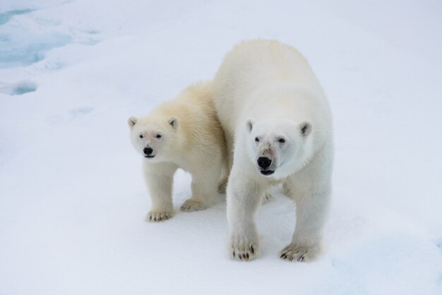 Niedźwiedź Polarny (ursus Maritimus) Matka I Młode Na Lodzie Stada, Na Północ Od Svalbard W Arktycznej Norwegii