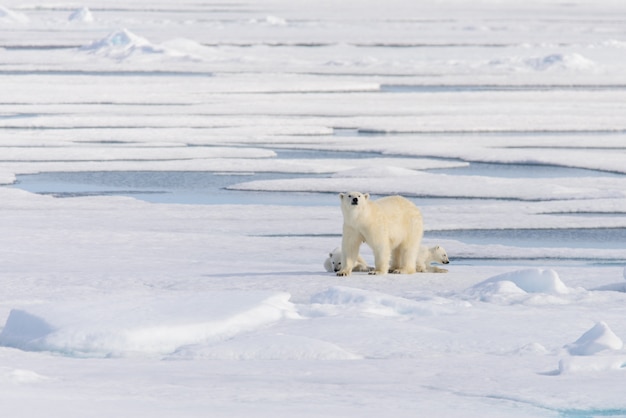 Niedźwiedź Polarny (ursus Maritimus) Na Lodzie Stada Na Północ Od Wyspy Spitsbergen, Svalbard, Norwegia, Skandynawia, Europa