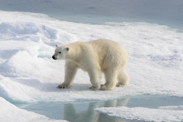 Niedźwiedź polarny Ursus maritimus na paku lodowym na północ od wyspy Spitsbergen Svalbard Norwegia Skandynawia Europa