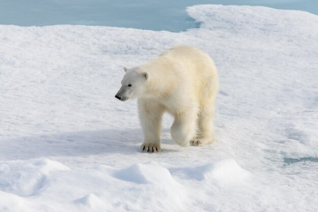 Niedźwiedź polarny Ursus maritimus na paku lodowym na północ od wyspy Spitsbergen Svalbard Norwegia