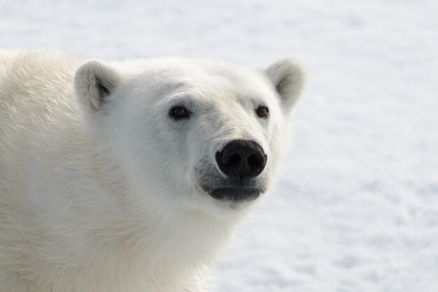 Niedźwiedź polarny (Ursus maritimus) z bliska