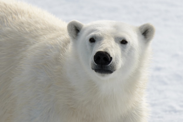 Niedźwiedź polarny (Ursus maritimus) z bliska