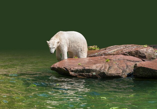 Niedźwiedź polarny w wilgotnym otoczeniu