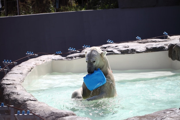 Niedźwiedź polarny w zoo