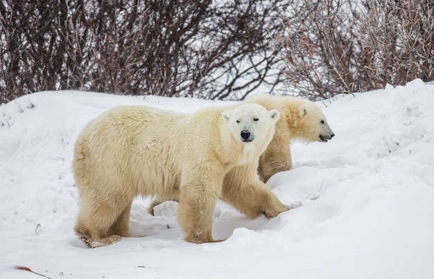 Niedźwiedź polarny z młodymi w tundrze. Kanada.