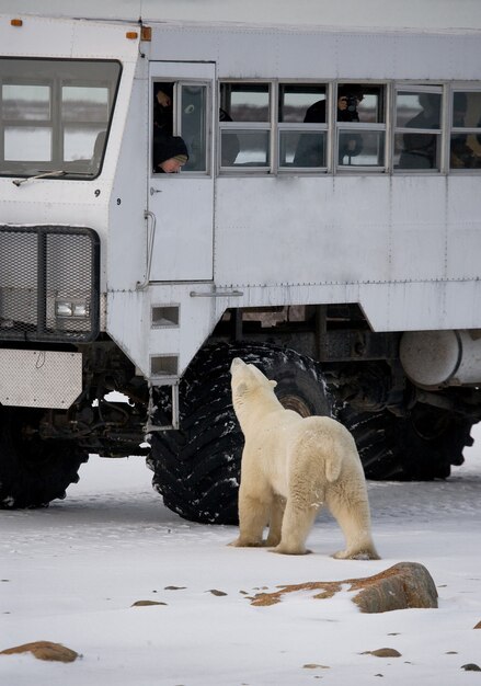 Niedźwiedź polarny zbliża się bardzo blisko specjalnego samochodu na arktyczne safari. Kanada. Park Narodowy Churchill.