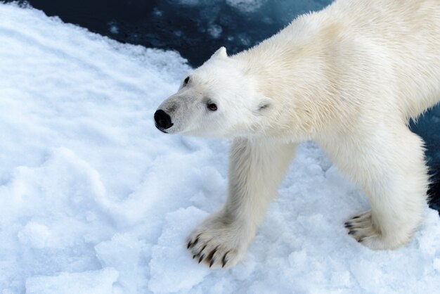 Zdjęcie niedźwiedź polarny