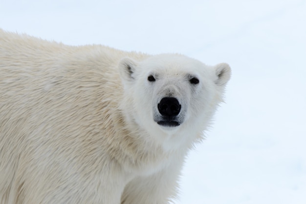 Niedźwiedź Polarny