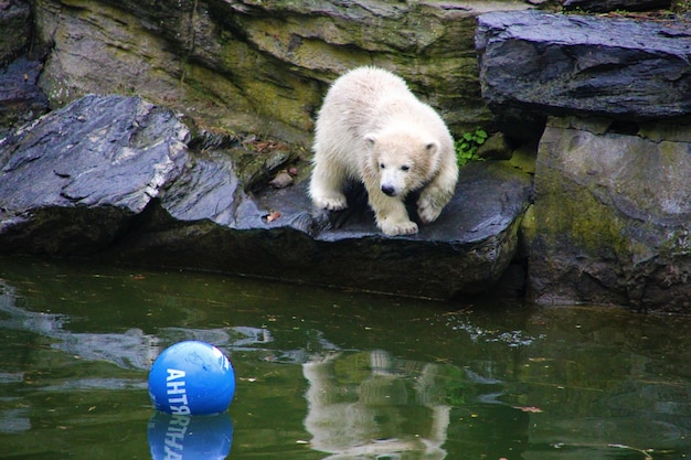 Niedźwiedź polarny